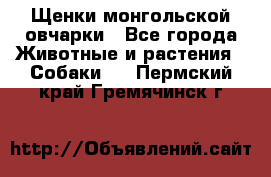 Щенки монгольской овчарки - Все города Животные и растения » Собаки   . Пермский край,Гремячинск г.